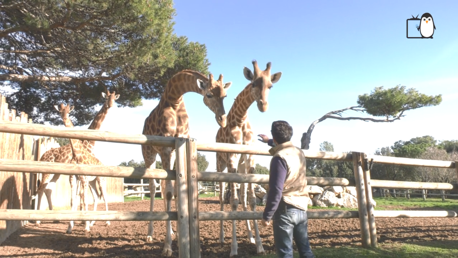 Le zoo de la Barben : une enclave sauvage en Provence