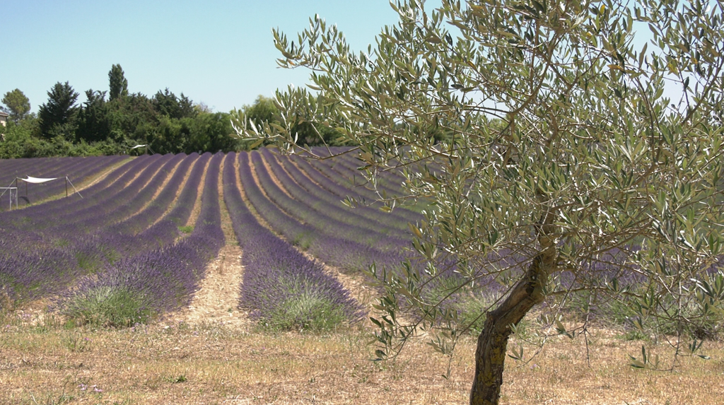 Une excursion chez Terre Ugo et ses champs de lavande