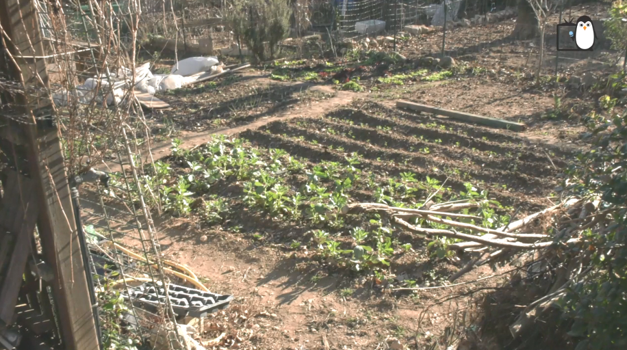 Jardins familiaux de la petite Thumine