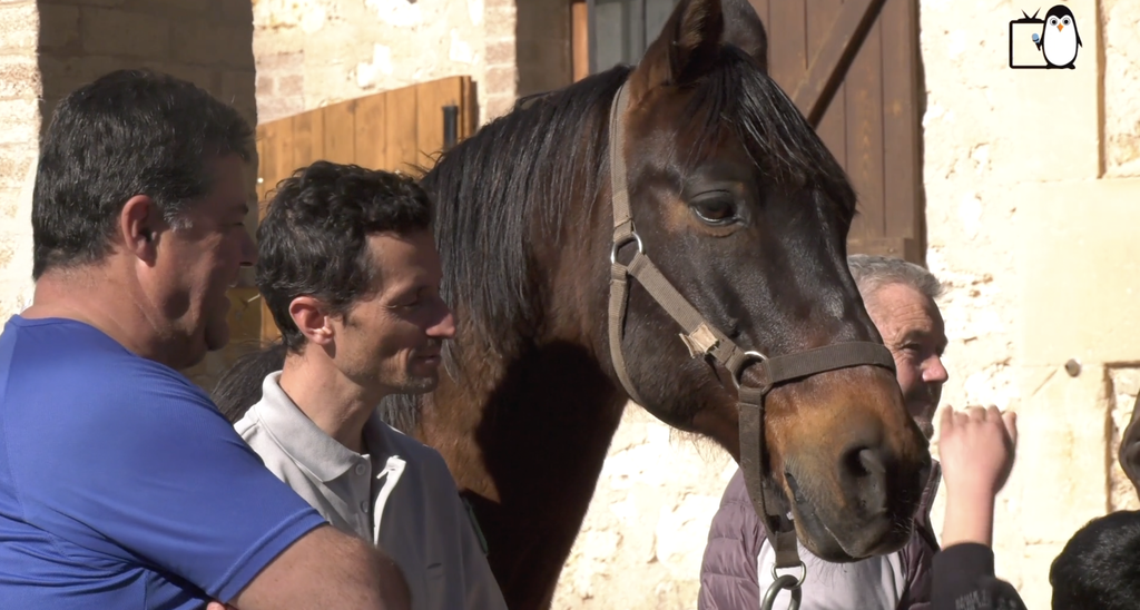 Une rencontre avec des chevaux ! 