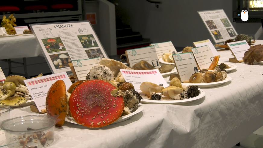 Salon du champignon